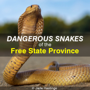 Dangerous Snakes of the Free State Province