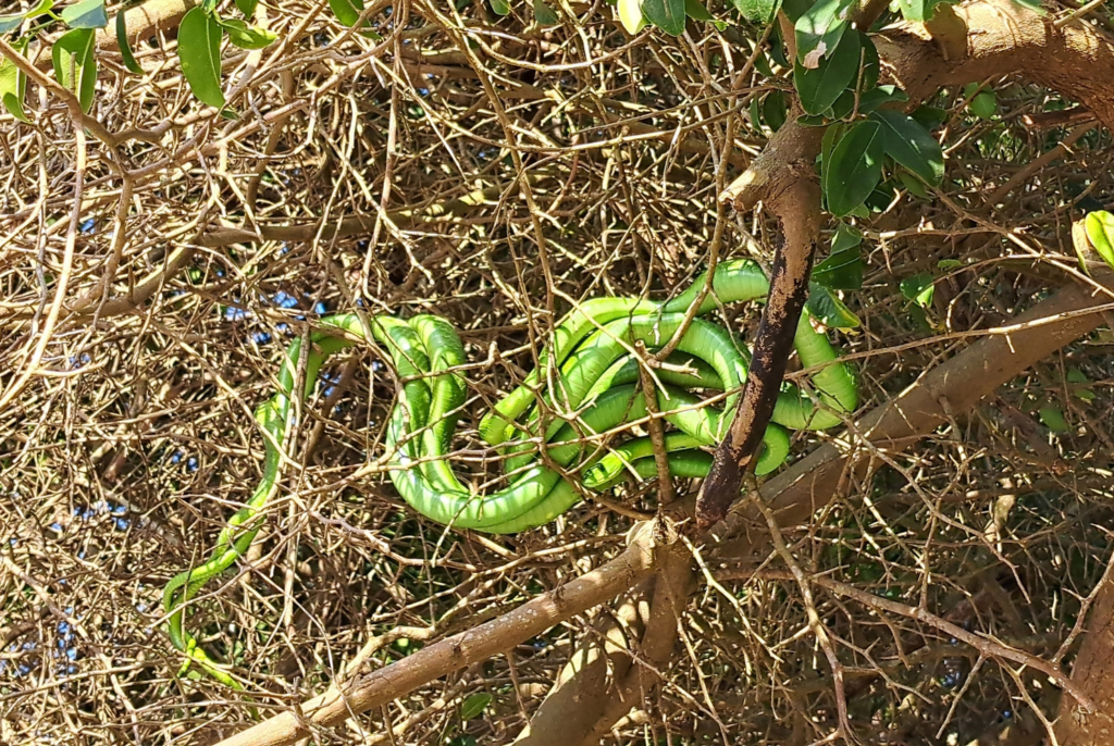 Green Mamba's mating in June © caitysarkozi, some rights reserved (CC-BY-NC)