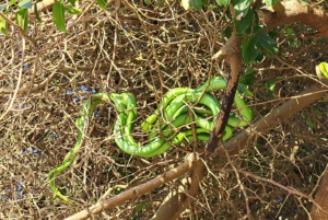 Green Mamba's mating in June © caitysarkozi, some rights reserved (CC-BY-NC)