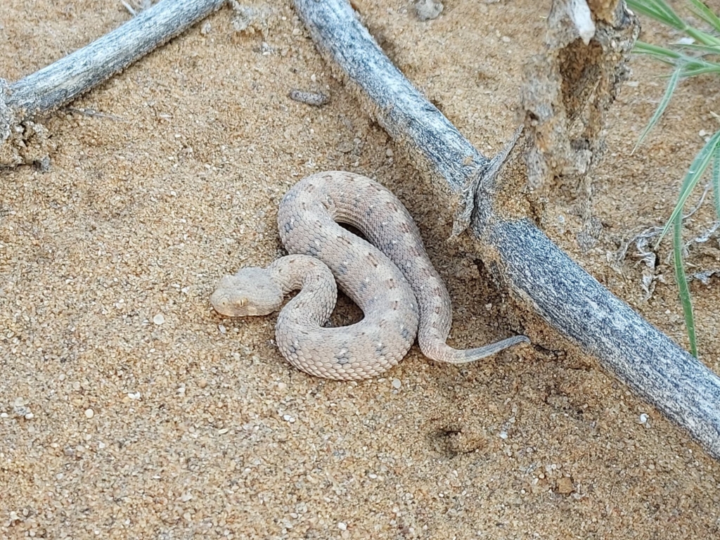 Horned adder seen basking in the sun in July © Marie Lemerle, some rights reserved (CC-BY-NC)