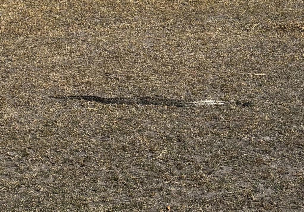 Midwinter Python on the move © camjudebrassington, some rights reserved (CC-BY-NC)