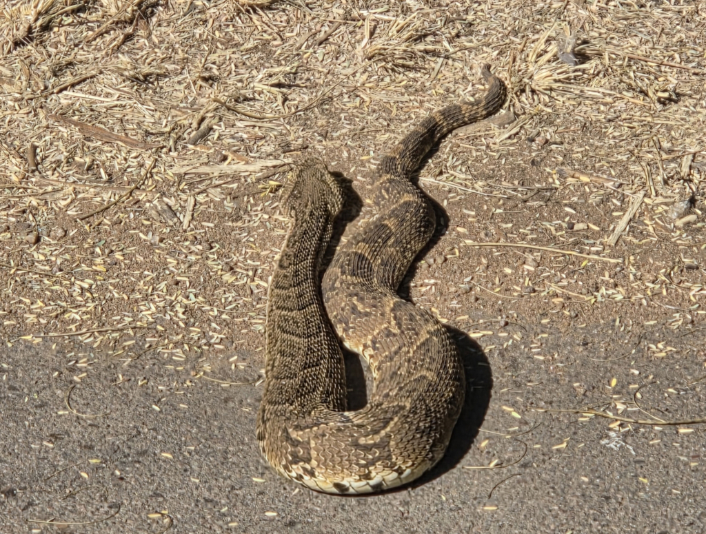 Puff adder basking in the mid-winter sun © Shaun Otty, some rights reserved (CC-BY-NC)