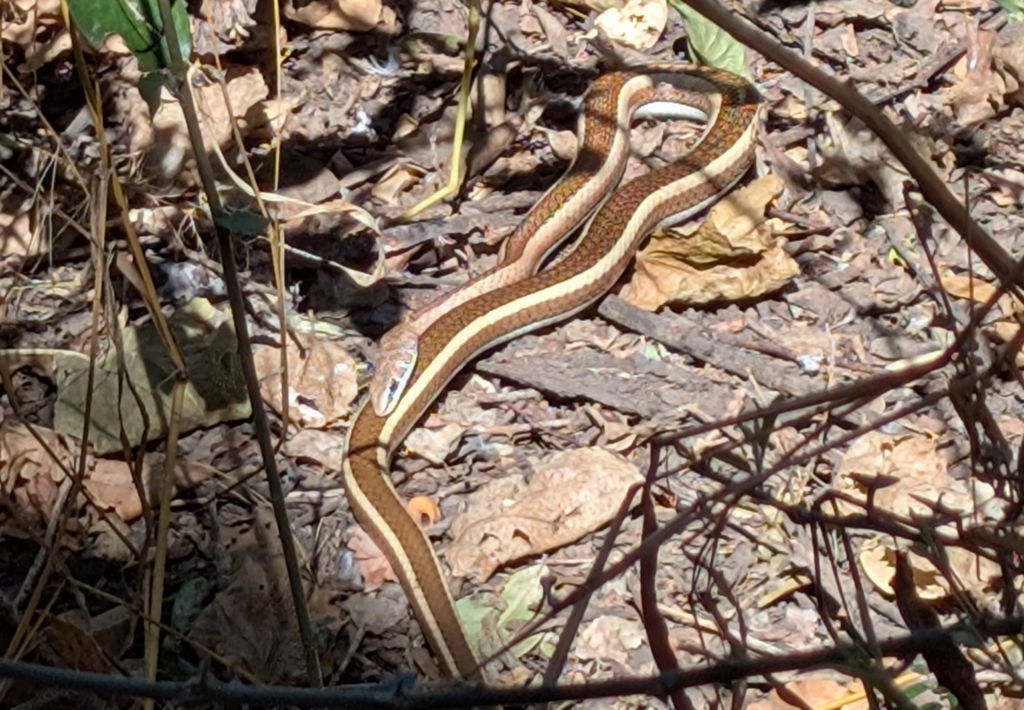 Stripe-bellied Sand Snake seen basking in July © Matthew Rea, some rights reserved (CC-BY-NC)