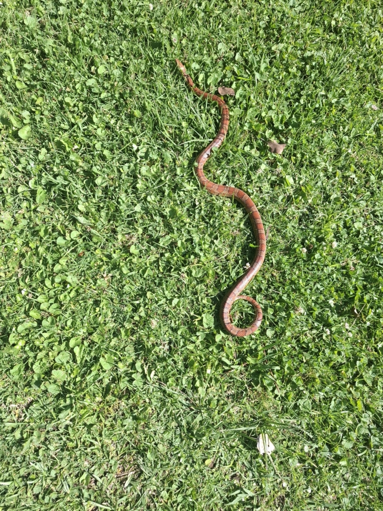 American Corn Snake from Umvoti, Kwazulu Natal © pitjomt, some rights reserved (CC BY NC SA)
