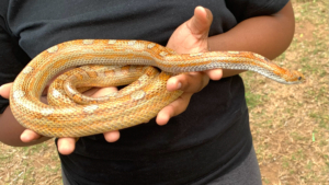 American Cornsnake © Lindelwa Sengiphiwe from Berea, KwaZulu Natal, some rights reserved (CC BY NC)