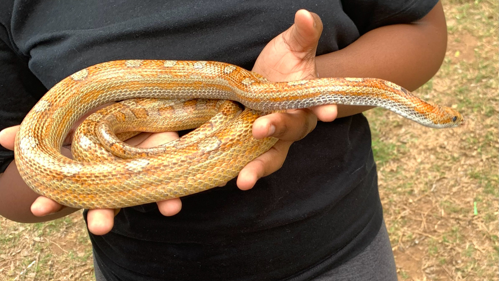 American Cornsnake © Lindelwa Sengiphiwe from Berea, KwaZulu Natal, some rights reserved (CC BY NC)