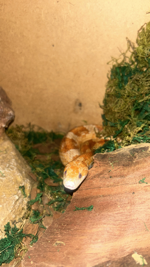 American Cornsnake © adiliamjake from Sandton, Gauteng, some rights reserved (CC BY NC)