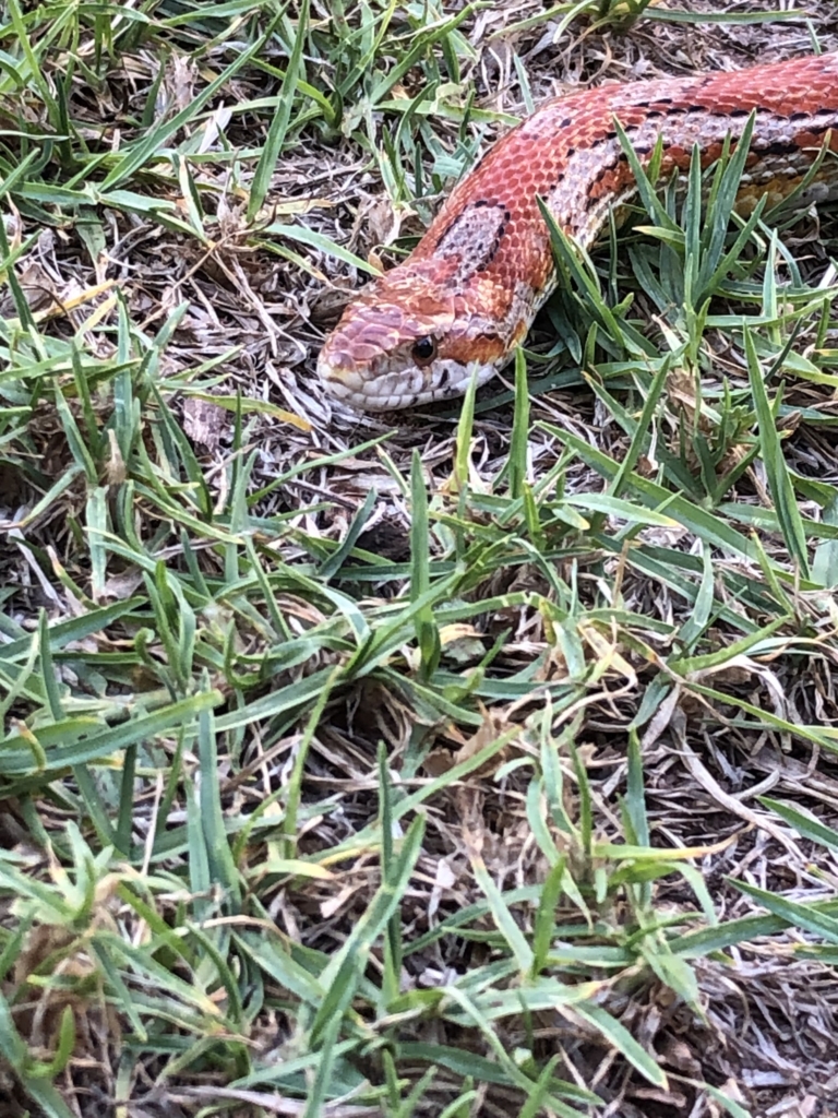 American Cornsnake © marisjelouw from Durbanville, Western Cape, some rights reserved (CC BY NC)