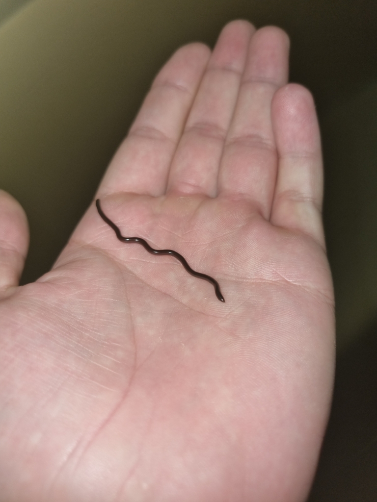Brahminy Blindsnake © Leo Du Toit, some rights reserved (CC BY NC)
