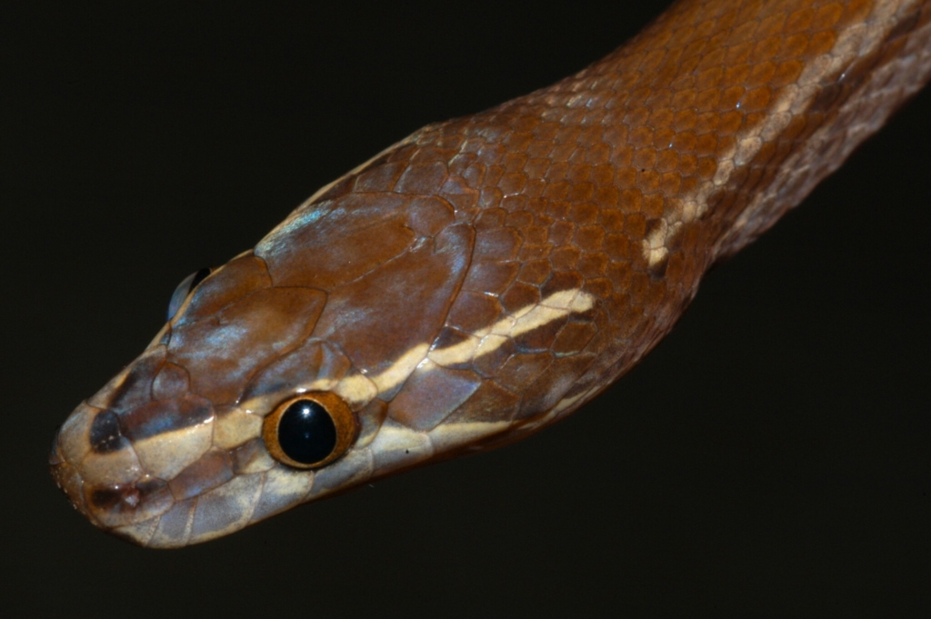 Brown House Snake from near Britstown, Northern Cape - by Marius Burger no rights reserved CC0