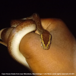 Cape House Snake from near Mbombela, Mpumulanga © Lifa Nkosi, some rights reserved (CC-BY)