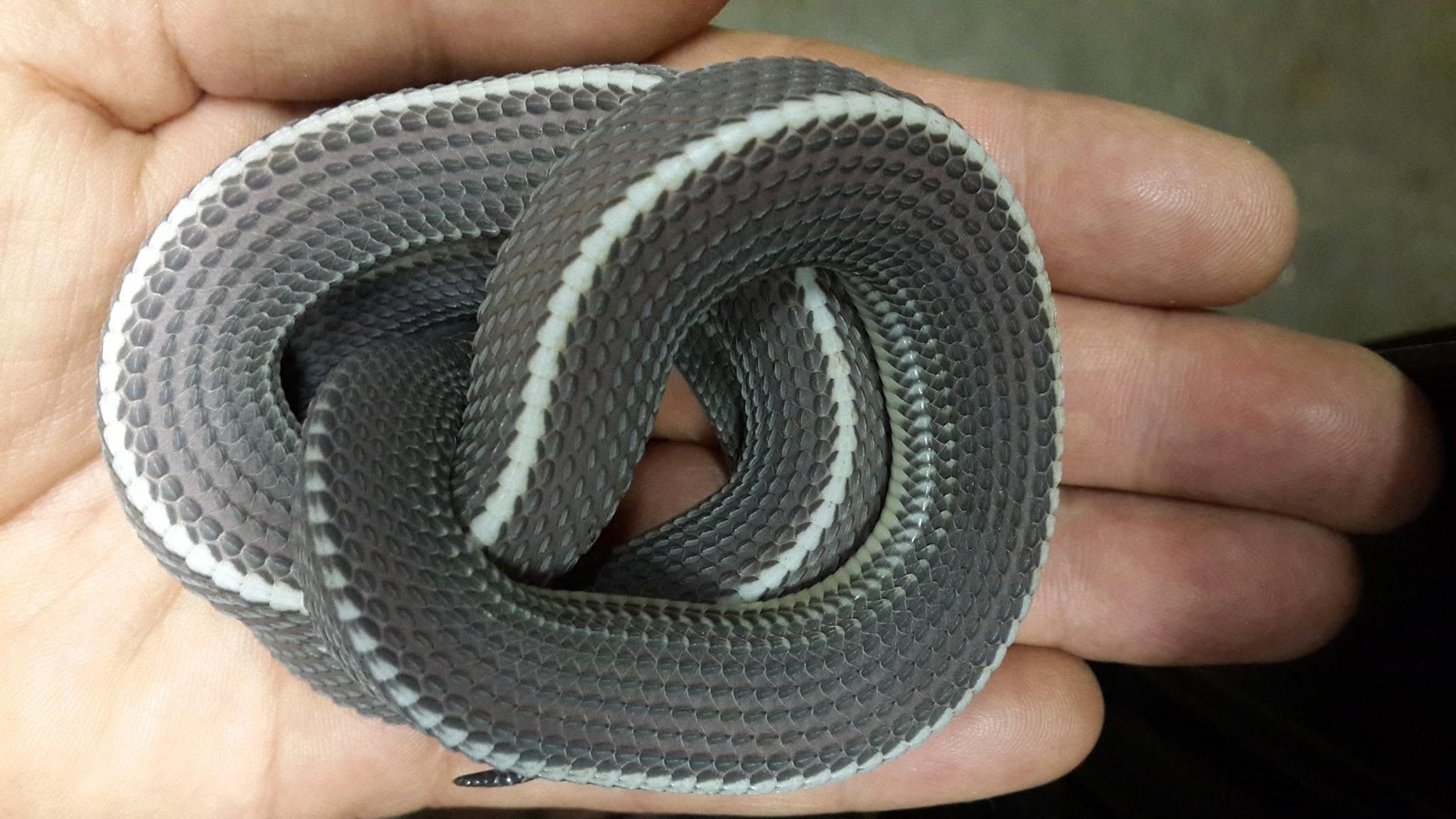 Cape File Snake Captive Juvenile © Craig Van Rensburg