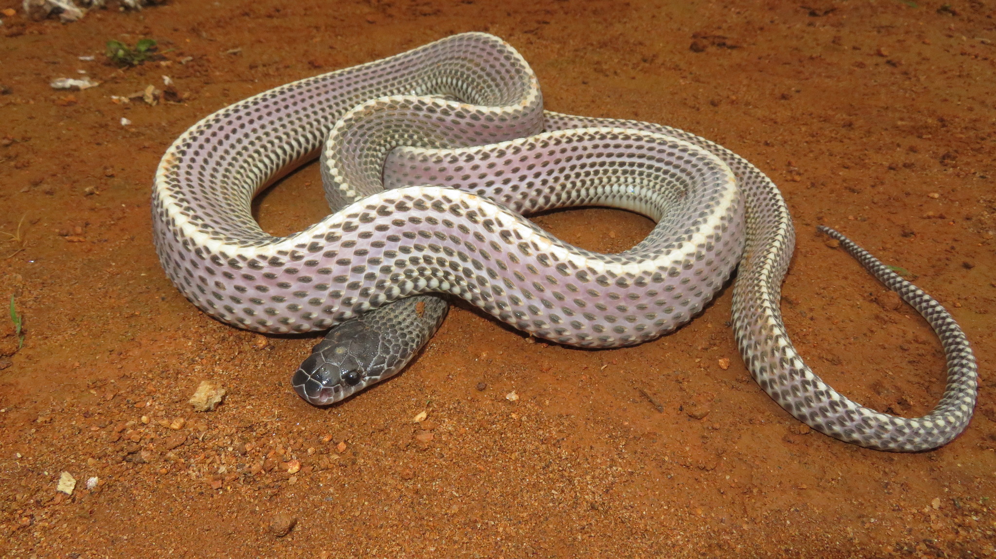 Cape File Snake from Usambara Tanzania © John Lyakurwa some rights reserved (CC-BY)