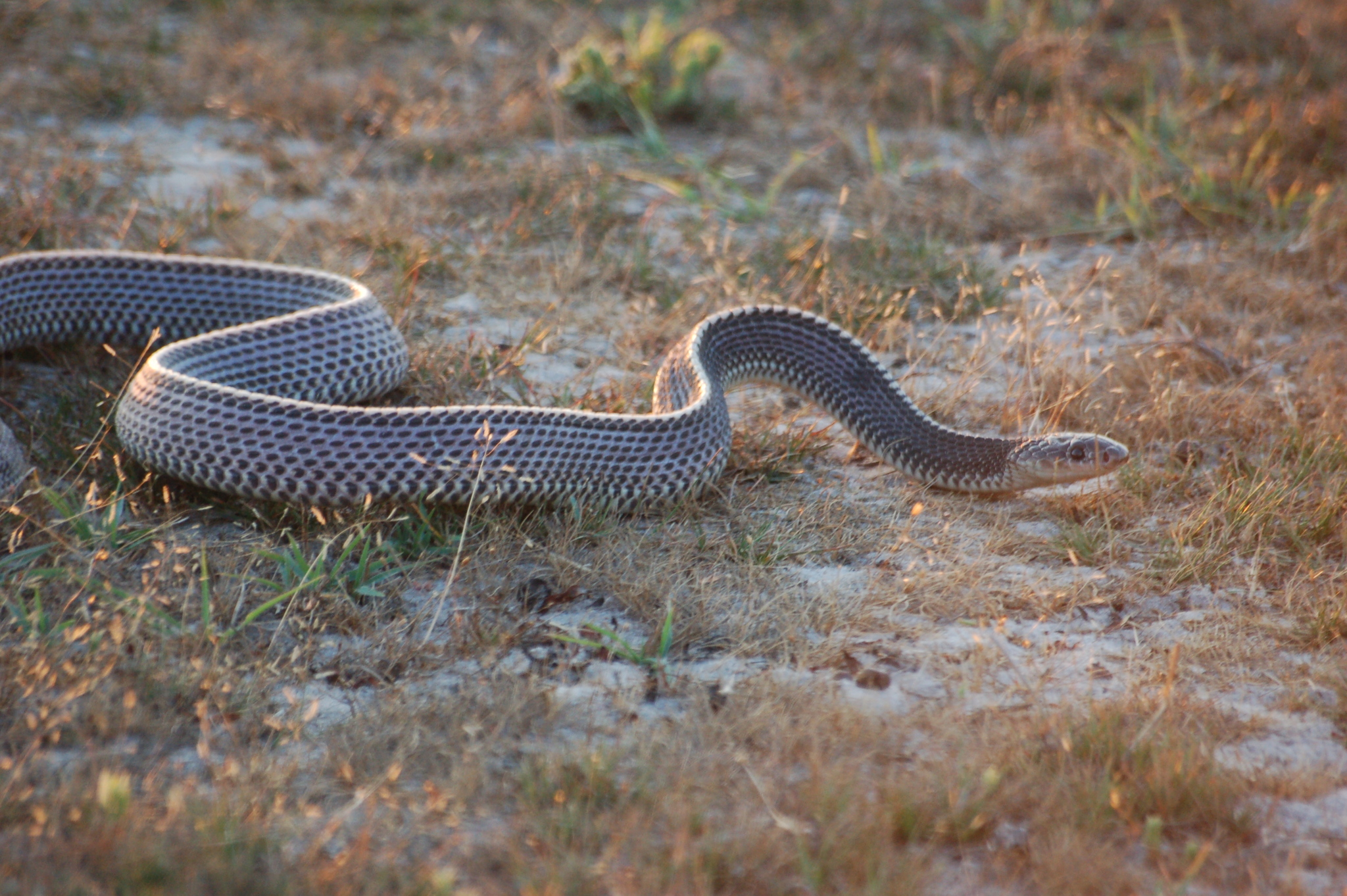 Cape File Snake from Western Zambia © Robin Pope some rights reserved (CC-BY-NC)