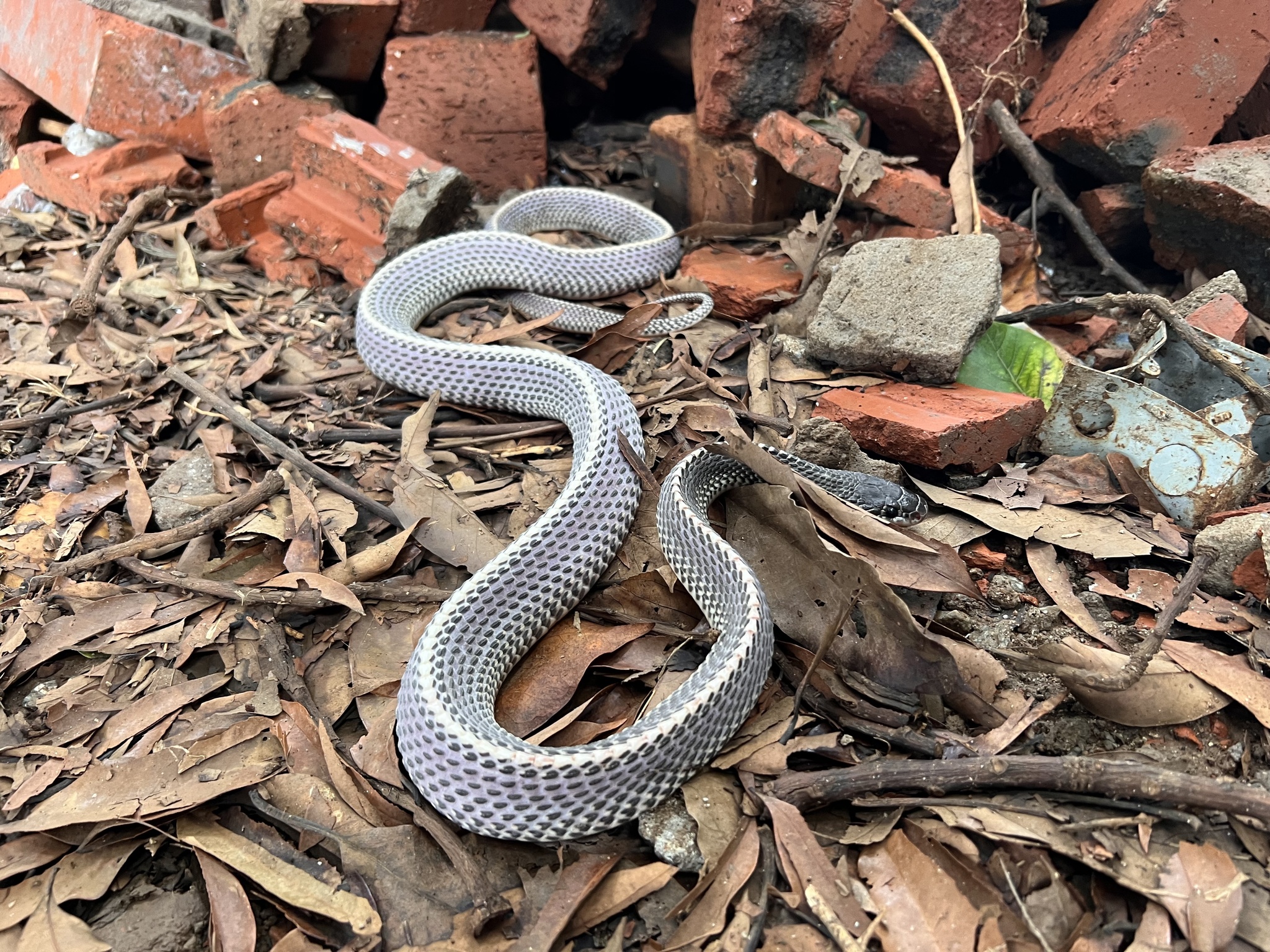 Cape File Snake from near Harare Zimbabwe © byron_du_preez some rights reserved (CC-BY-NC)