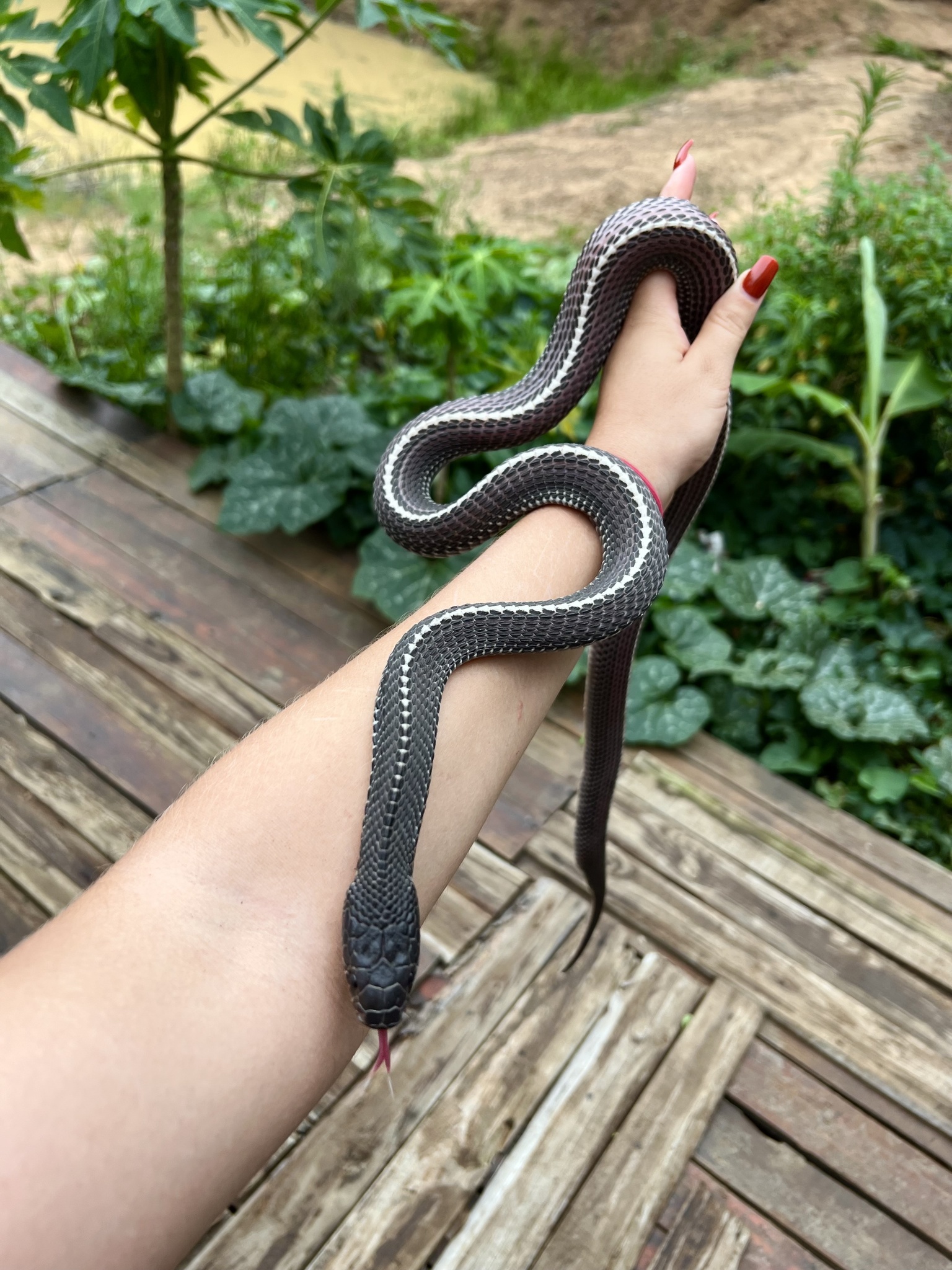 Cape File Snake from near Nkandla Kwazulu Natal © romannec some rights reserved (CC-BY-NC)