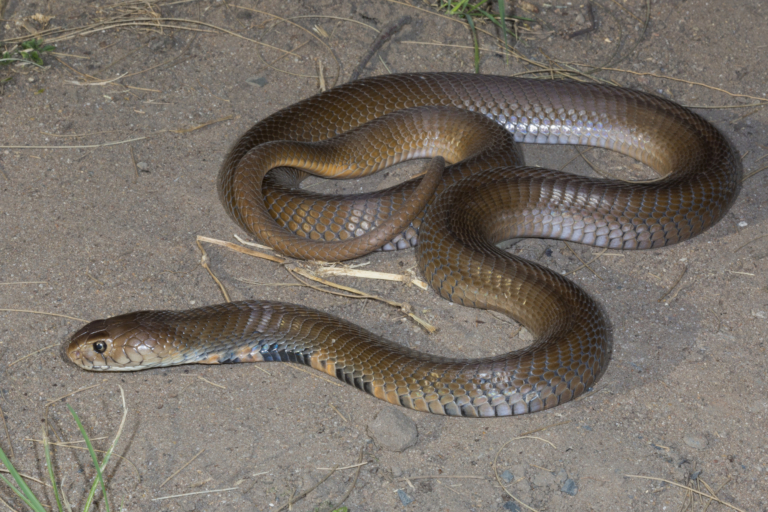 Mozambique Spitting Cobra (01) from Ballito, Kwazulu-Natal