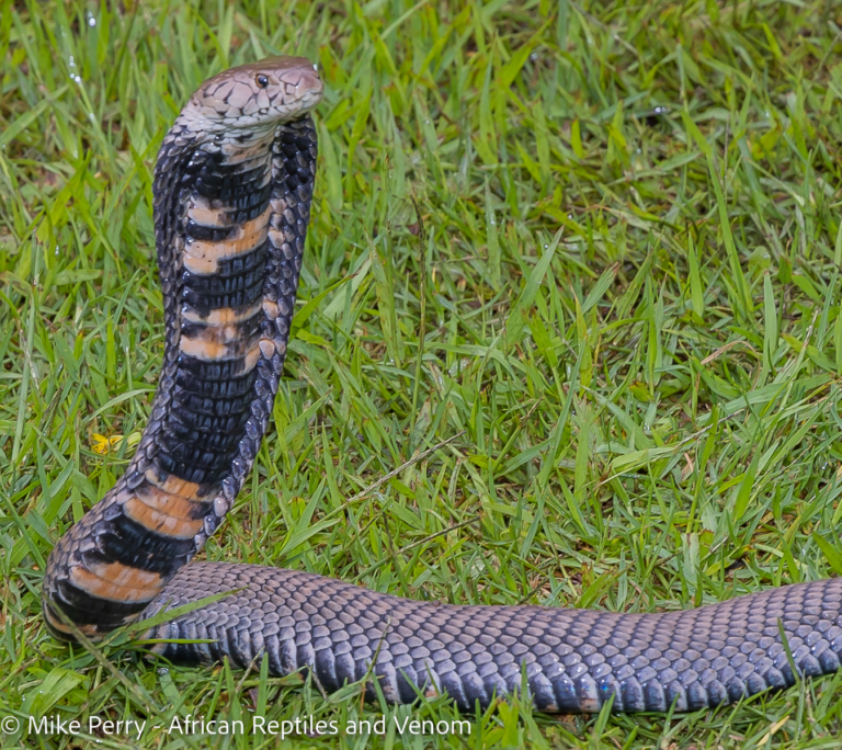 Mozambique Spitting Cobra (02)