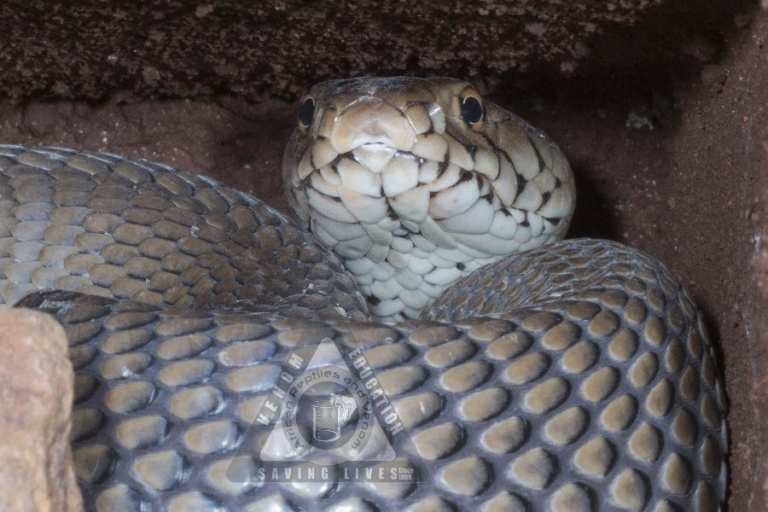 Mozambique Spitting Cobra (03)