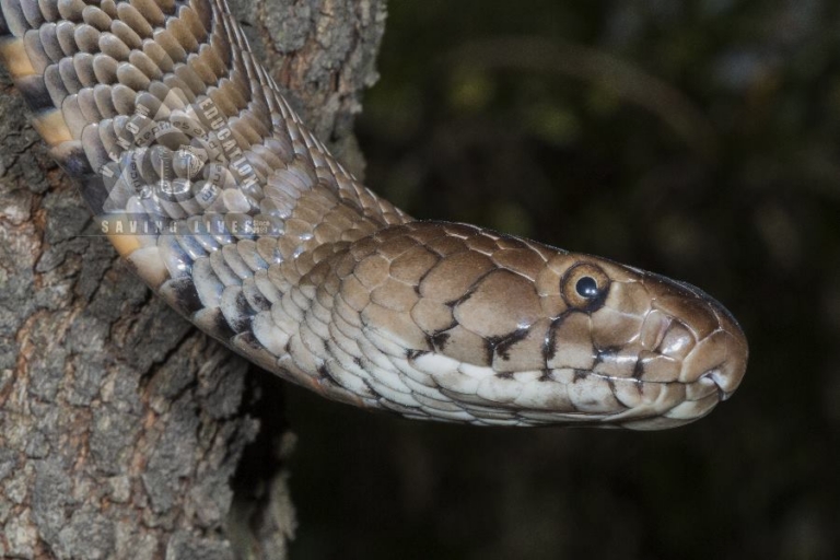 Mozambique Spitting Cobra (05) from Lephalale, Limpopo Province
