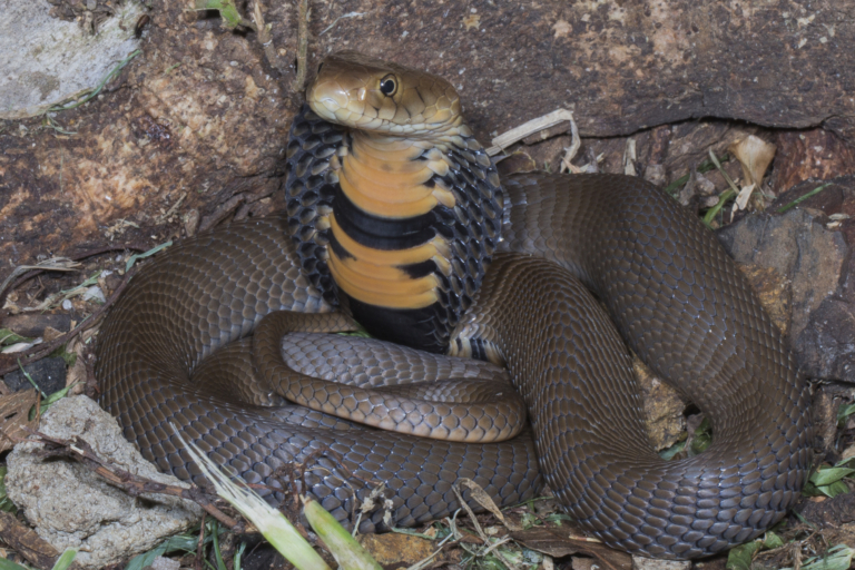 Mozambique Spitting Cobra (06) from Swaziland