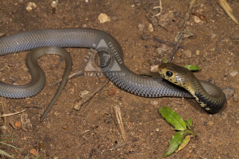 Mozambique Spitting Cobra (07) hatchling from Whiteriver, Mpumulanga