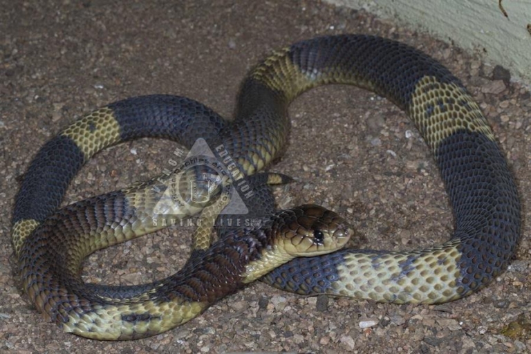 Snouted Cobra (02) – (Banded Form)