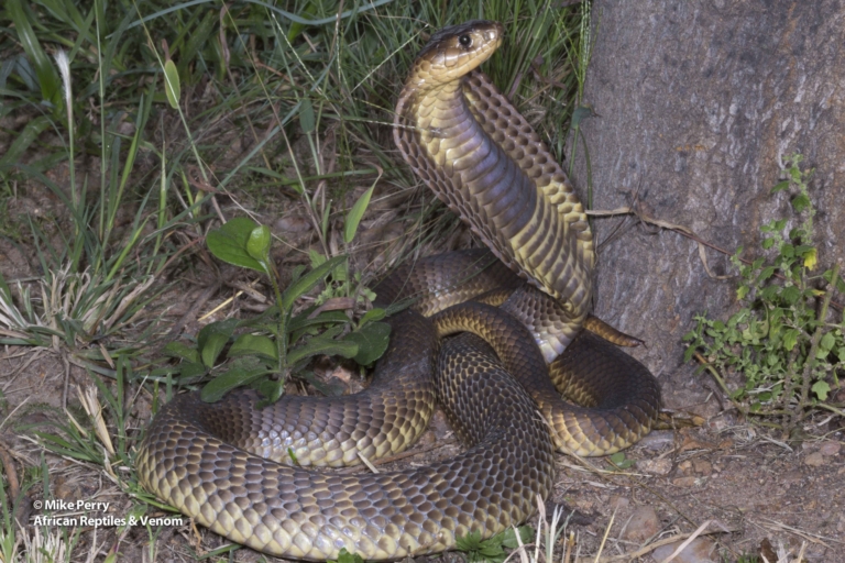 Snouted Cobra (05) – (Faintly Banded Form)