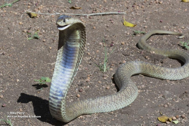 Snouted Cobra (06)
