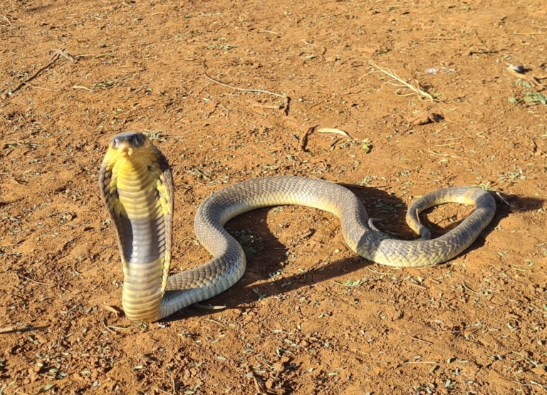 Snouted Cobra (07)