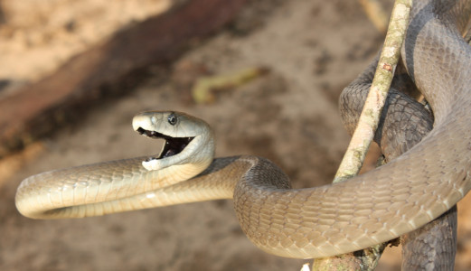 Black Mamba Black Mamba