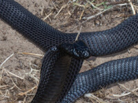 Zebra, Black and Black-Necked Spitting Cobras Zebra, Black and Black-Necked Spitting Cobras