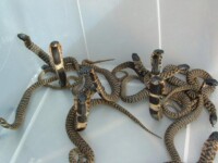 Rinkhals and Coral Snakes Rinkhals and Coral Snakes