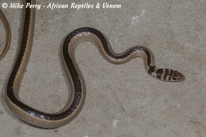 Dwarf Sand Snake (Psammophis angolensis) - body