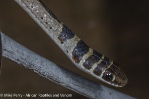 Dwarf Sand Snake (Psammophis angolensis) - head