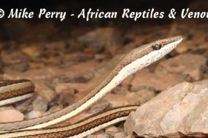 Elegant Sand Racer (Psammophis elegans) (Psammophis elegans) - head