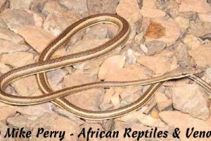 Elegant Sand Racer (Psammophis elegans) - body