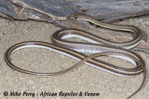 Fork-marked Sand Snake (Psammophis trinasalis) - body