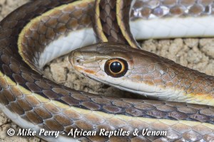 Fork-marked Sand Snake (Psammophis trinasalis) - head