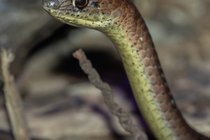 Olive Grass Snake (Psammophis mossambicus)