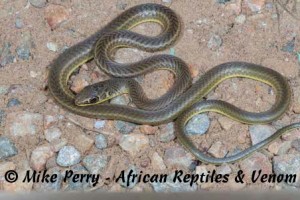 Phillips’ Sand Snake (Psammophis phillipsi)