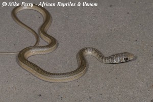 Short Snouted Sand Snake (Psammophis brevirostris) - body