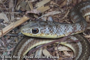 Short Snouted Sand Snake (Psammophis brevirostris) - head