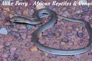 West African Whip Sanake (Psammophis afroccidentalis) - body