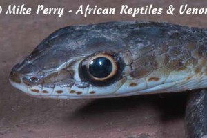 West African Whip Snake (Psammophis afroccidentalis) - head